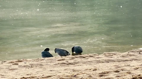 Three ducks rest on a sandy shore Video stock 344981600