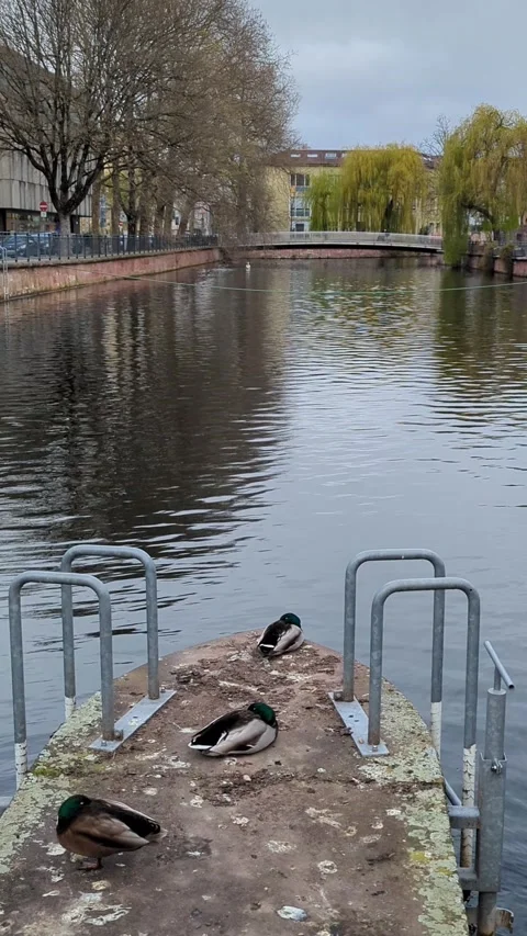 Three Ducks Resting on a Concrete Pier at the River Bank, 4K Vertical Video Stock Footage 332134582