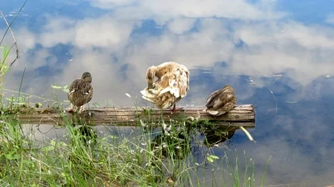 Three ducks resting on a log by the lake, wildlife impression Stock Footage 136856926