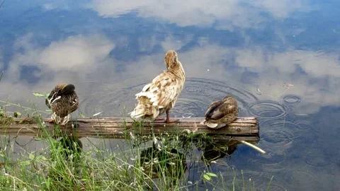 Three ducks resting on a log by the lake, wildlife impression Stock Footage 136856958
