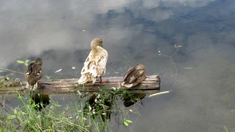 Three ducks resting on a log by the lake, wildlife impression Stock Footage 136857009