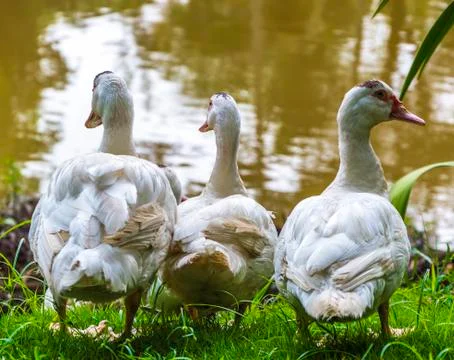 Three ducks in a row Stock Photos