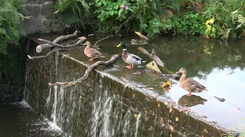 Three Ducks in a Row Standing on a Weir Stock Footage