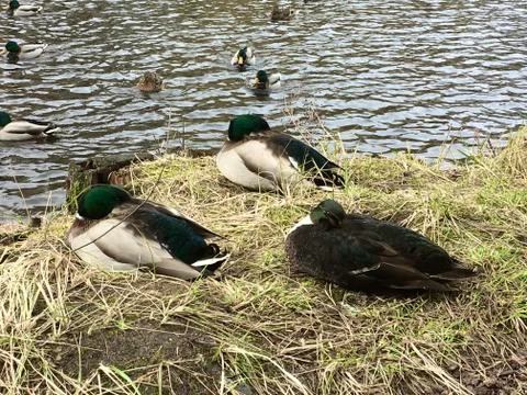 Three ducks sit on the edge of a pond and sleep Foto stock