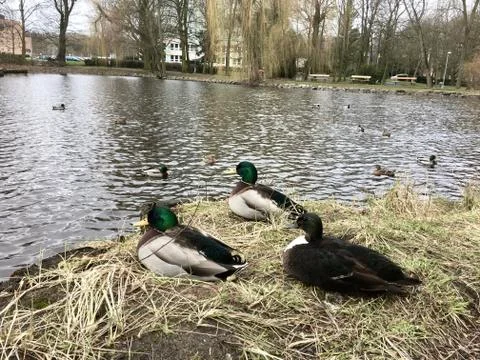 Three ducks sit on the edge of the pond Stock Photos