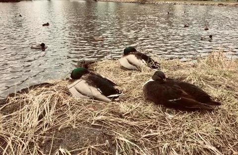 Three ducks sit on the edge of a pond Stock Photos