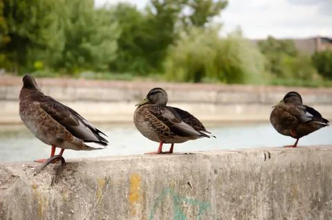 Three ducks sitting close together on a jetty against a backdrop of blue water. Stock Photos