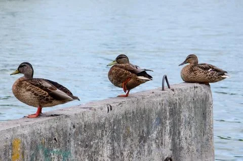 Three ducks sitting close together on a jetty against a backdrop of blue water. Stock Photos