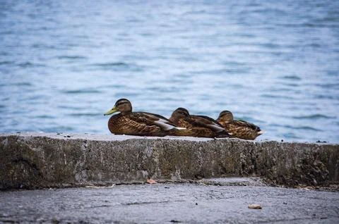 Three ducks sitting close together on a jetty against a backdrop of blue water. Stock Photos