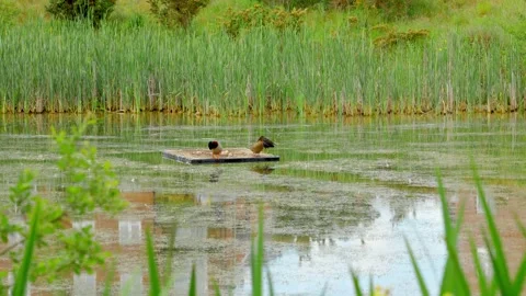 Three Ducks Sitting In The Middle Of A Pond / Lake Featuring A Mallard Duck Stock Footage 310195637