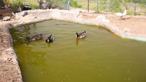 Three ducks slowly floating in a pond Stock Footage 98042801