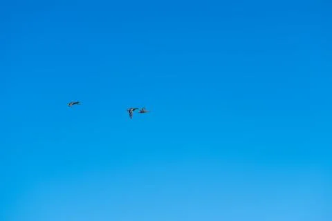Three ducks soaring against blue sky, tiny migrating flock captured from grou Stockfoto's
