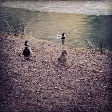 Three ducks in spring. Instagram effects. Stock Photos