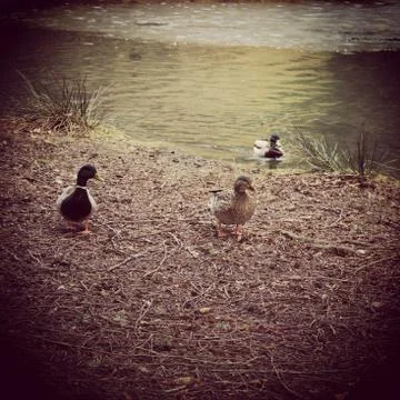 Three ducks in spring. Instagram effects. Stock Photos