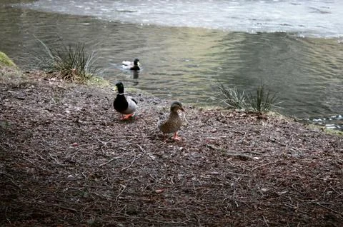 Three ducks in spring Stock Photos