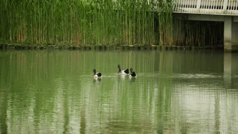 Three ducks stopping in the water and turns back Stock-Footage 332855734
