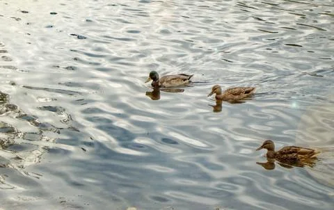 Three ducks swim on the lake in the fall, a copy of space, in the open Stock Photos