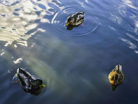 Three ducks swim in the pond in triangle. Copy space. Stock Photos