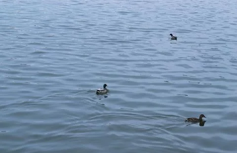 Three ducks swim in the river in ribbed water Stock-Fotos