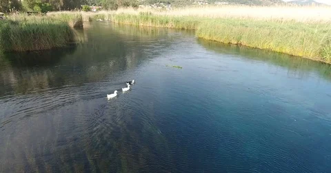Three Ducks swimming on Akyaka River Stock Footage 74413488