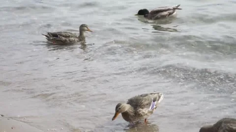 Three ducks swimming Stock Footage 140616062