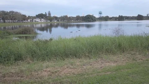 Three ducks swimming to the left on calm water with reflections and green grass Stock Footage 257582093