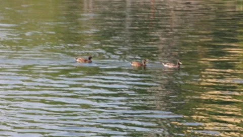 Three ducks swimming in a line 動画素材 6711703