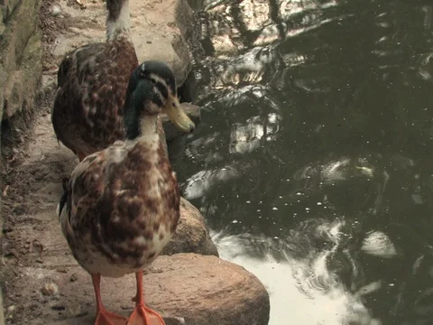 Three Ducks Swimming In a Pond, New England in Summer Stock Footage 128544232