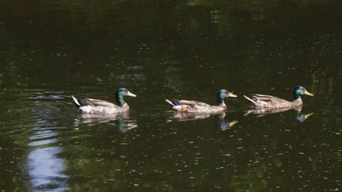 Three ducks swimming upriver on a sunny day Video stock 337889483