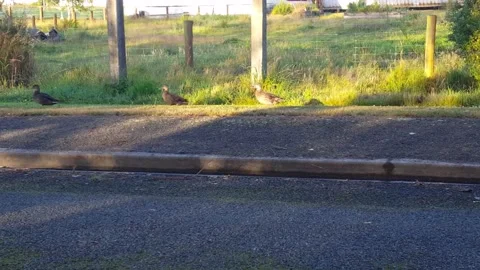 Three Ducks Waddling Along Stock Footage 170991482