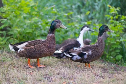 Three ducks walking on dry grass Stock Photos