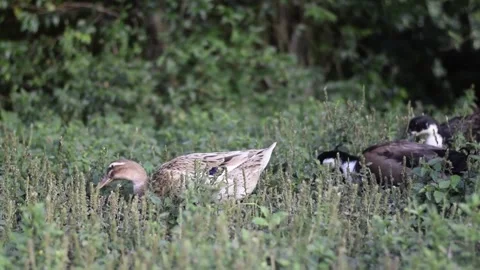 Three ducks walking on the tall grass, one brown speckled and two others Ch.. Stock Footage 320495992