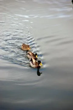 Three ducks on the water Stock Photos