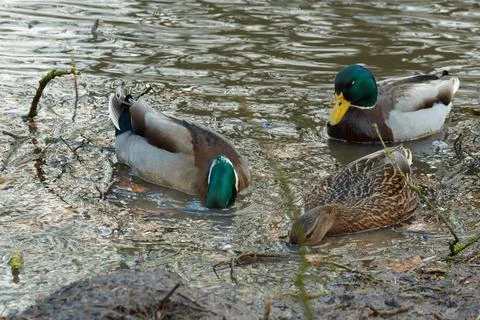 Three ducks in the water of a small river Stock Photos