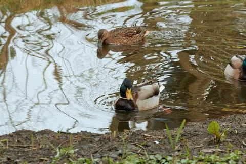 Three ducks in the water of a small river Stock Photos