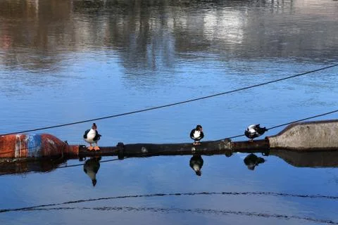 Three ducks on water surface Foto stock