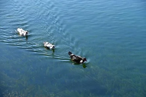 Three ducks on water surface Stock Photos