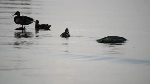 Three ducks on water surface in twilight Stock Footage 55149076