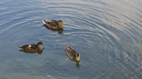Three ducks on the water, tranquil scene Stock Footage 49259741
