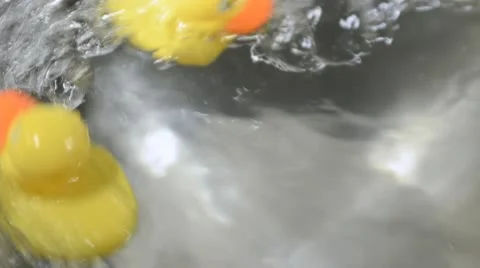 Three ducks in whirlpool Stock Footage 10758512