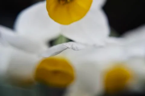 Three dwarf white daffodils on a dark background in soft focus Stock Photos