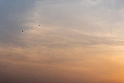 Three Eagle Flying in Golden Hours and beautiful background Orange, Stock Pho Stock Photos