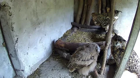 Three eagle owls gathered in the nest Stock Footage 153149549