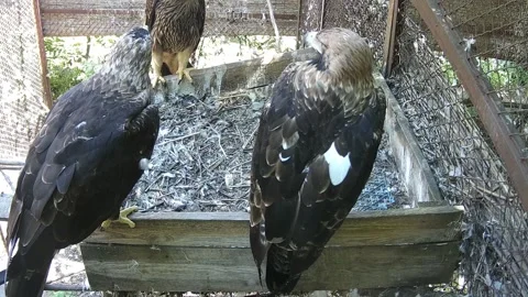 Three eagles flew into the nest Stock Footage 159220273