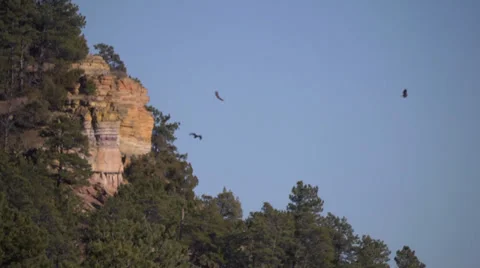 Three Eagles Flying Over Cliff Stock Footage 34174462