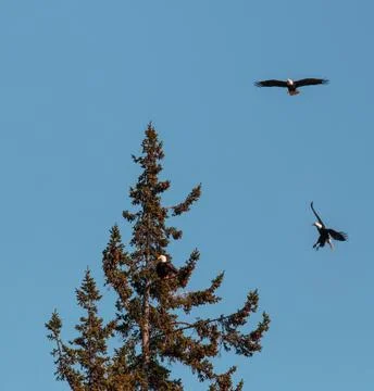 Three eagles Stock Photos
