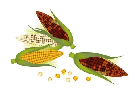 Three Ears of Corn with Husk and Silk Stockillustratie