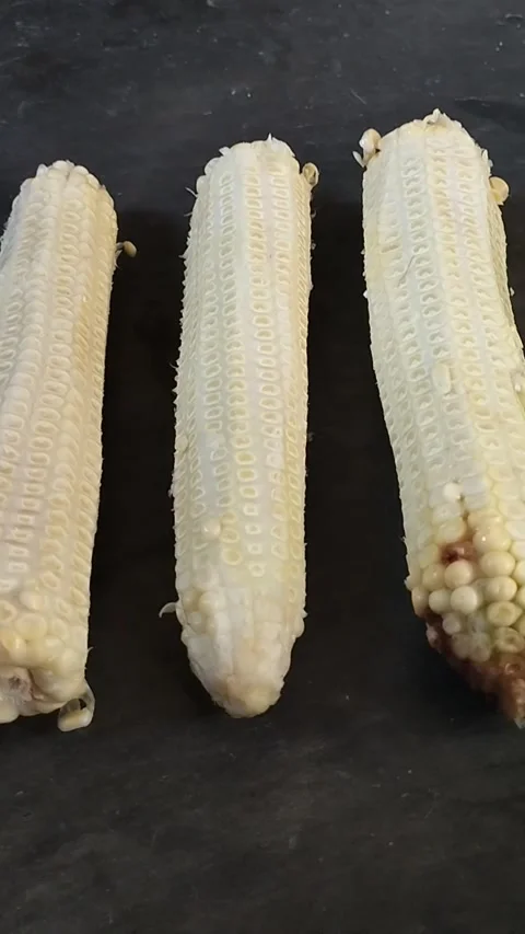 Three ears of corn which are full of benefits Stock Footage 226732947