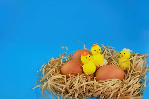 Three Easter chickens and three eggs in a nest of straw on a blue background Stock Photos