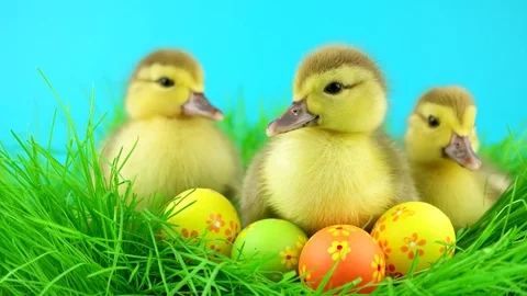 Three Easter ducklings and Easter eggs in grass, close-up view Stock Footage 72736016
